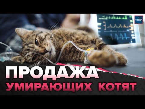 Видео: Как заводчики избавляются от больных животных | Можно ли подделать ветеринарный паспорт
