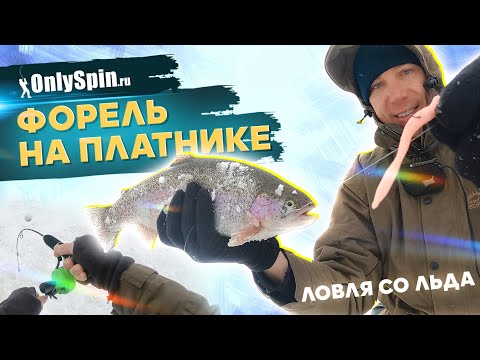 Видео: Ловля ФОРЕЛИ НА ПЛАТНИКЕ со льда. Рыбалка с #OnlySpin