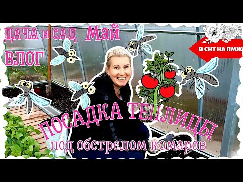 Видео: ВЛОГ ОГОРОД | ТЕПЛИЦА ПОСАДКА 23 мая| КТО ОТВЕТИТ ЗА РОЗЫ