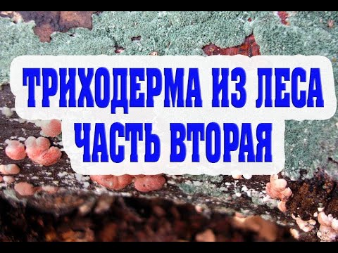 Видео: Триходерма из леса, размножение без стерилизации.  Часть вторая.
