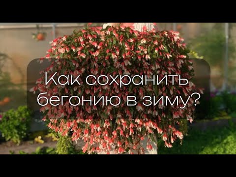 Видео: Бегония ампельная. Как сохранить до следующего сезона! #выращивание #цветы #цветыдлясада