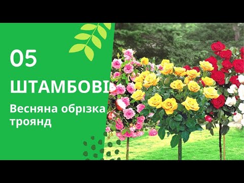 Видео: Весняна обрізка троянд. Штамбові