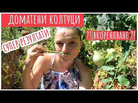 Видео: Домати от колтуци. Чудесни резултати с минимум ресурси. Как да засадим колтуци, на практика.