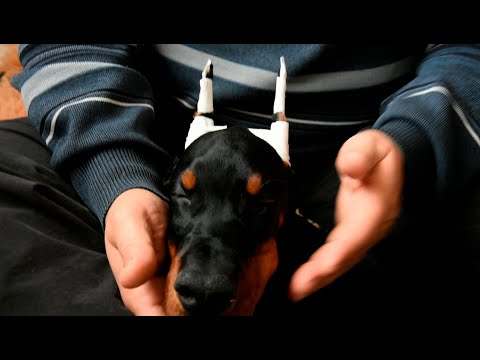 Видео: Как ставить уши щенку Добермана. Подробная информация в Описании к видео. Урезанный вариант видео.