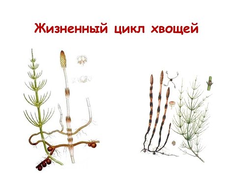 Видео: Жизненный цикл хвощей