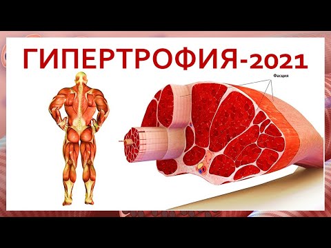Видео: лекция: ГИПЕРТРОФИЯ-2021