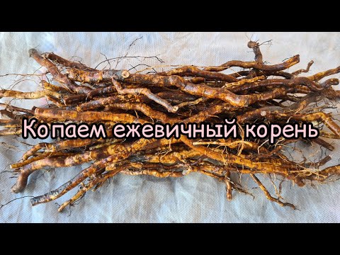 Видео: Копаем корень ежевики для весенних саженцев