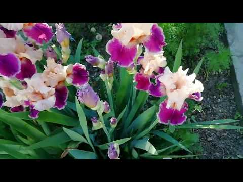 Видео: Лучшее место для посадки ирисов и растения-компаньоны