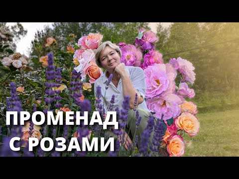 Видео: ЦВЕТУТ РОЗЫ НА БОЛОТЕ. Стрижка "сельских" штамбов. 12 июля 2025 г.