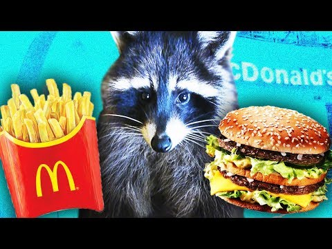 Видео: Что выберет енот: КАРТОШКУ ФРИ или БИГ МАК? Тест на логику, тест на интуицию 😎