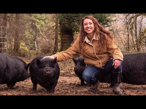 Видео: Как мы заготовили мяса на год и больше никогда не покупаем его в магазине