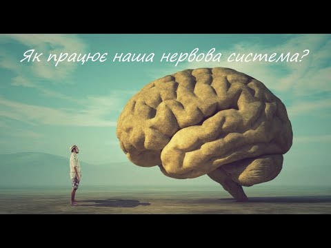 Видео: Нервова система. Основна класифікація, ключові процеси збудження та гальмування. Синапси і медіатори