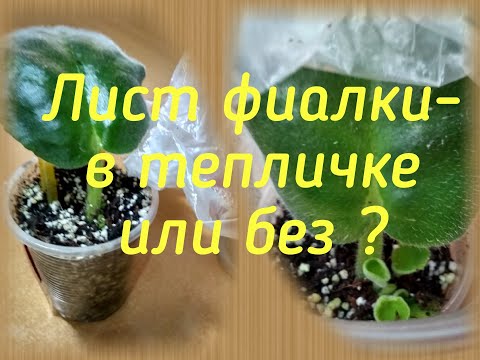 Видео: Лист фиалки - укореняем в тепличке и без нее!