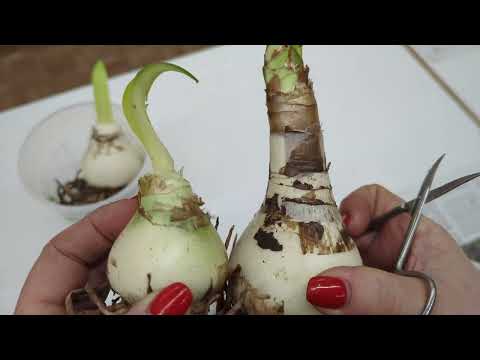 Видео: 17.01.24.почему не цветут Гиппеаструмы..посадка в грунт..2 часть