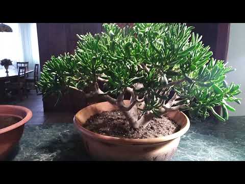 Видео: Комнатные цветы. Пересадка и формировование кроны толстянки.