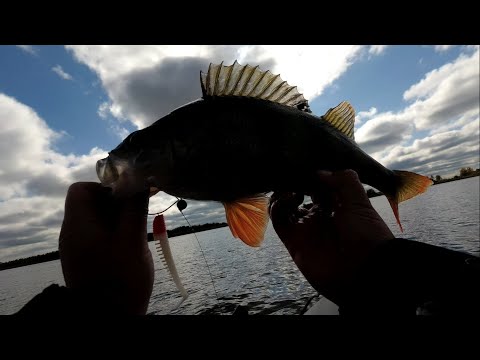 Видео: На Озеро Уткуль за Килошным Окунем!