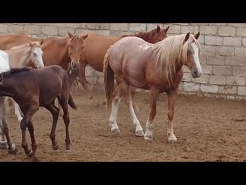 Видео: Құнанбайдың шабдары (Әңгіме )      Қошан Мұстафаұлы