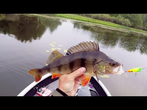 Видео: Рыбалка на ПОППЕР / ловля щуки и крупного окуня на спиннинг / Рыбалка на Днепре