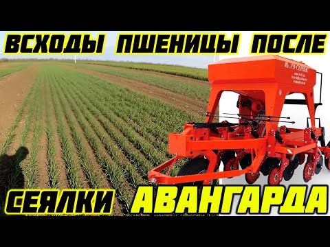 Видео: Всходы пшеницы, ячменя, овса, гороха, сои и рапса, после сеялки АВАНГАРД 2025!