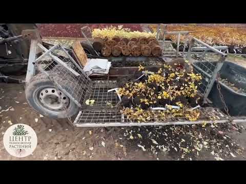 Видео: Реалити-шоу «Будни начинающего питомниковода» – Дела в питомнике в октябре. Часть 28.