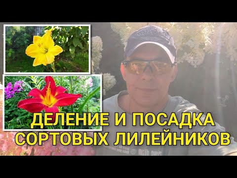 Видео: Не пересаживай сортовые лилейники пока не посмотришь это видео: как правильно пересадить лилейник
