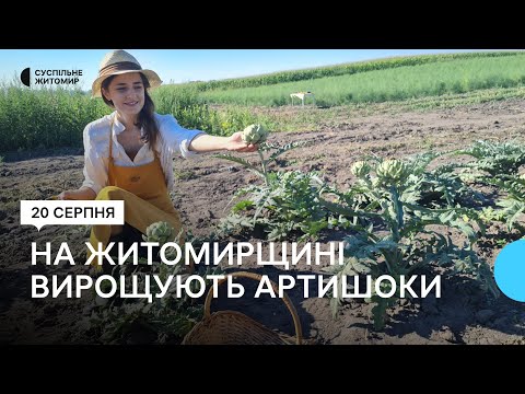 Видео: На Житомирщині фермерка Олена Панчук вирощує артишоки