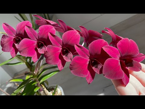 Видео: ЧУДО-природы 🥰 мои ДЕНДРОБИУМЫ. Все про уход полив расположение
