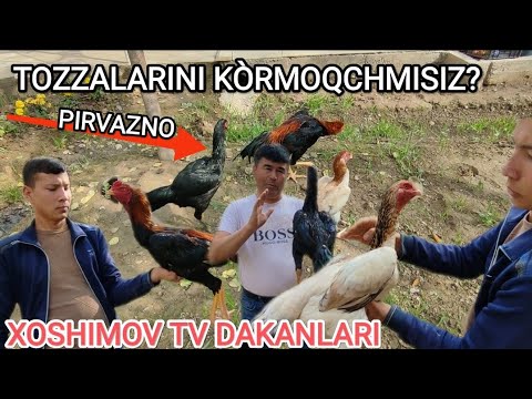 Видео: ПАРВОЗЛАР УЧУН МАХСУС ВИДЕО ХОШИМОВ ТВ ДАКАНЛАРИ ПИРВАЗНО КАРЕЯ ХУ́РОЗЛАР ТОМОШАГА 
