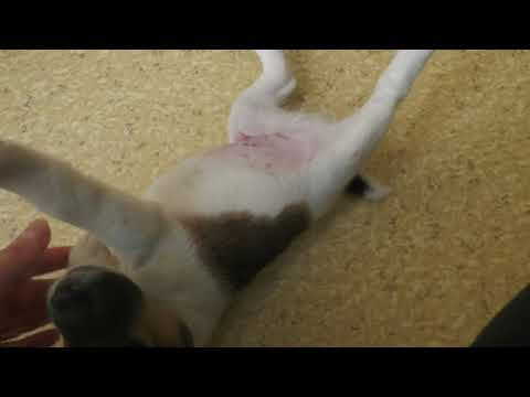 Видео: Щенок гладкошерстного фокстерьера 1 месяц, 1 неделя