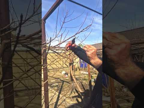 Видео: тозакунии дарахти шафтолу