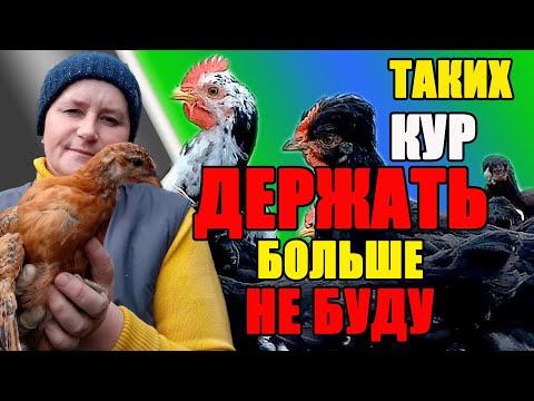 Видео: Таких кур ДЕРЖАТЬ больше НЕ БУДУ,