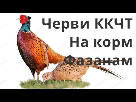 Видео: ТТ74 Фазаны едят червей ККЧТ. Супер корм