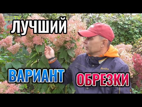 Видео: Лучший вариант осенней обрезки МЕТЕЛЬЧАТОЙ ГОРТЕНЗИИ и подвязка на зиму  #paniculatehydrangea