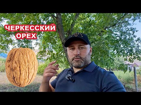 Видео: Дэ жыгыр  пыпхыну ф1ыкъым !