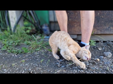 Видео: 😱🥺Из под контейнера на улице к нам вышел измученный бездомный кот |Что было дальше?🫨 save the cat