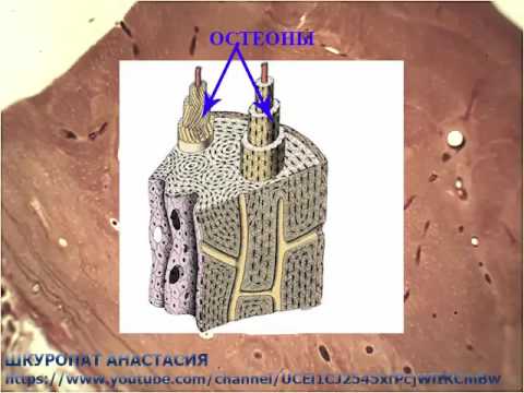 Видео: Гистологический препарат "Пластинчатая костная ткань"