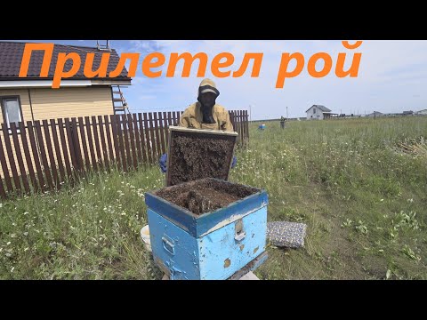 Видео: Прилетел пчелиный рой. Основал пасеку. Занимаюсь пчеловодством