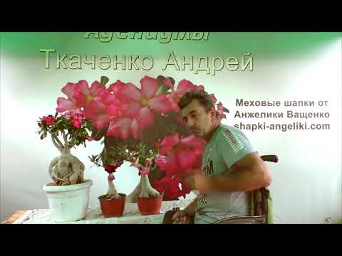 Видео: Почему не цветут адениумы.
