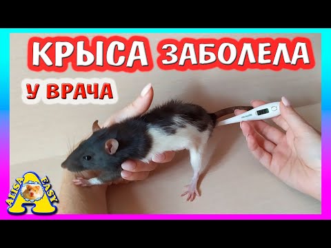 Видео: ЧТО СЛУЧИЛОСЬ С КРЫСОЙ ЛАРИСОЙ? / СПАСАЕМ КРЫСУ / Alisa Easy Pets