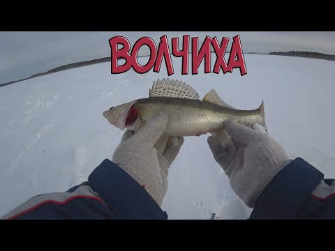 Видео: Судак на вибы, Волчихинское водохранилище
