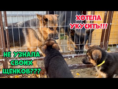 Видео: НАШИ ЩЕНКИ ПРИЕХАЛИ В ГОСТИ. ВАКЦИНАЦИЯ ЩЕНКОВ