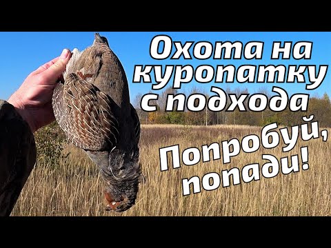 Видео: Осенняя охота на серую куропатку с подхода. Попробуй попади! Тарелочники отдыхают!