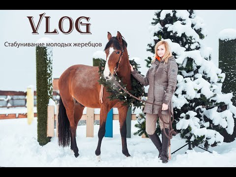 Видео: VLOG. Стабунивание жеребцов.