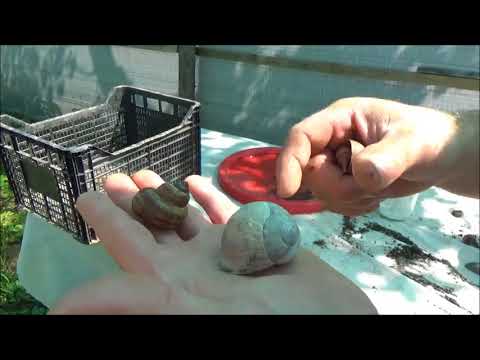 Видео: Бизнес по-белорусски.Улиточная ферма Ratov Farm