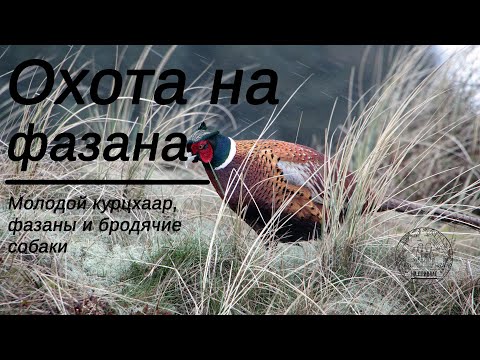 Видео: Ноябрьская охота: фазаны и бродячие собаки