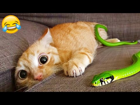 Видео: Лучшие смешные животные 2024 года 😍 Самые смешные собаки и кошки 😻🐶 Часть 6