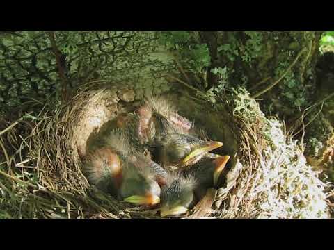 Видео: Наблюдения за гнездом дрозда рябинника.