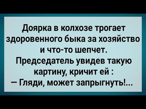 Видео: Как Доярка Быка За Хозяйство Трогала! Сборник Свежих Анекдотов! Юмор!.