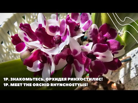 Видео: 1Р. Знакомьтесь, орхидея Ринхостилис!1Р. Meet the orchid Rhynchostylis!