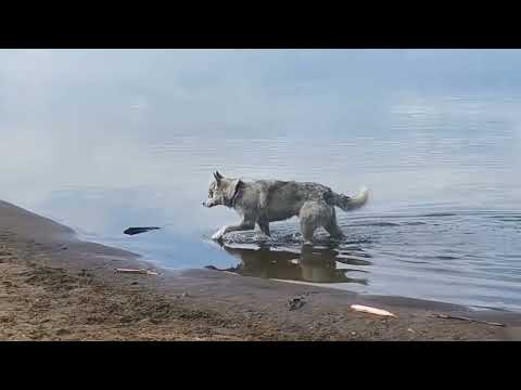 Видео: Рукодельные будни. Влог. На чемоданах.